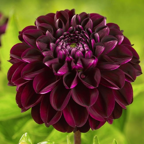 Black Barbara 